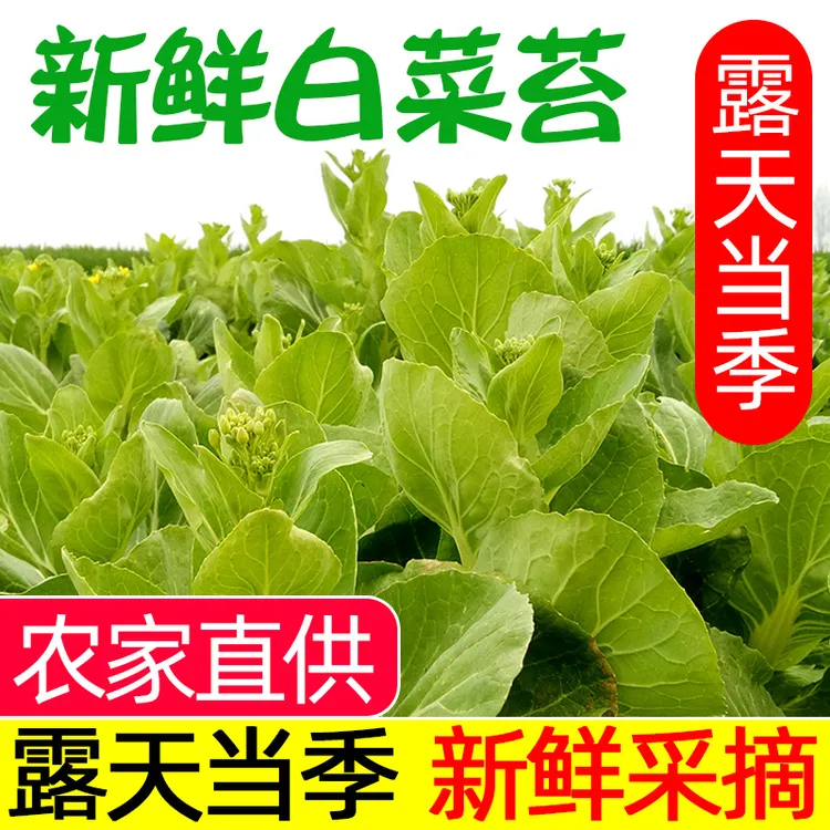 【露天现摘】农家自种白菜苔新鲜嫩菜心青菜湖北菜薹当季蔬菜