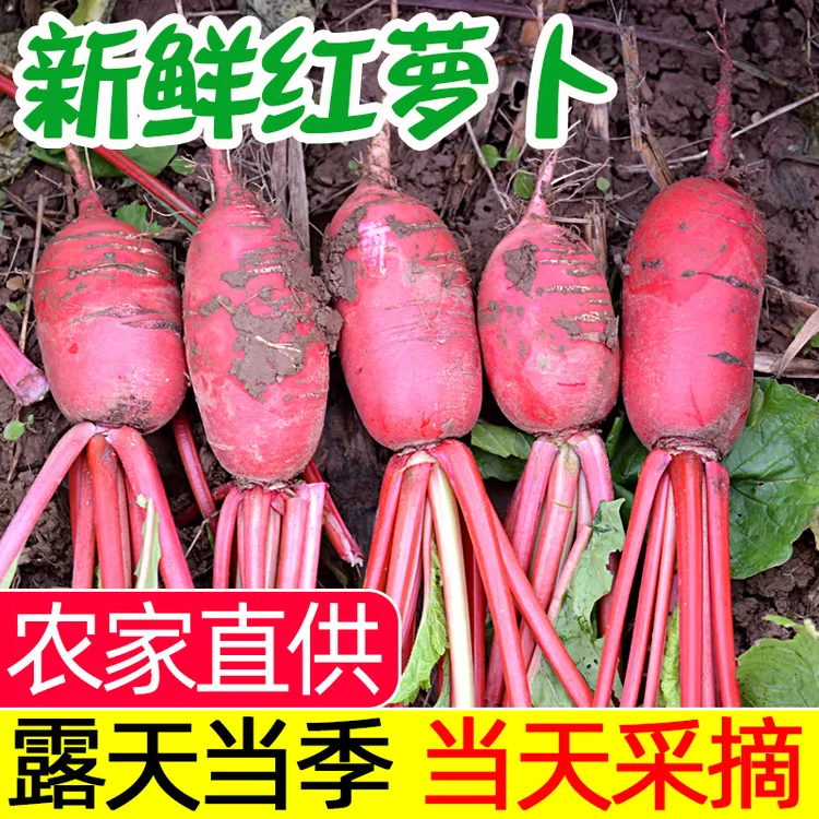 【露天现摘】农家新鲜红萝卜做泡菜红皮白心胭脂小萝卜青菜当季蔬菜