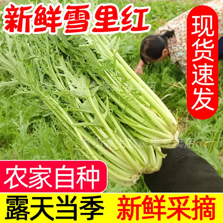 农家自种雪里红雪菜新鲜雪里蕻腌菜湖北露天当季青菜应急蔬菜现摘