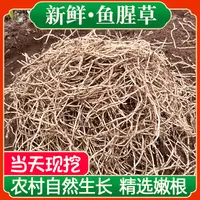 【新根上市】农家现挖带泥鱼腥草折耳根新鲜嫩根嫩芽节儿根湖北蔬菜