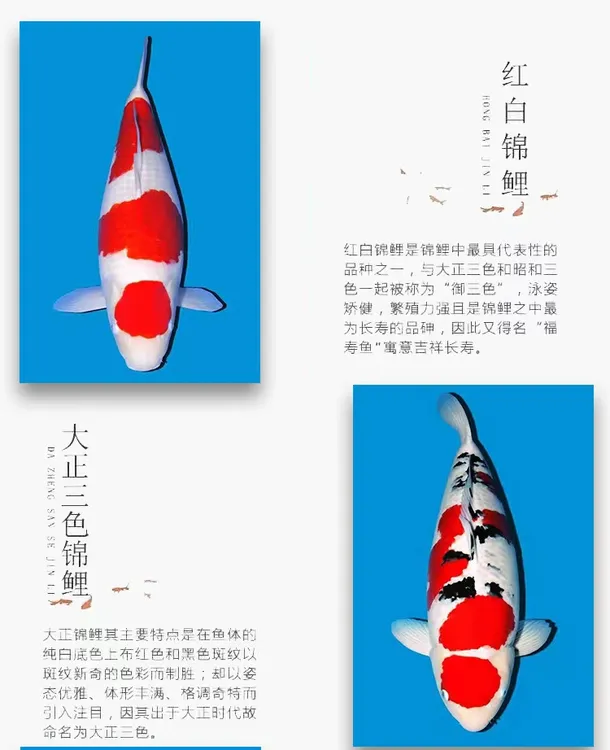 35-40公分直播甄选活体发货血统观赏鱼锦鲤鱼红白大正锦鲤