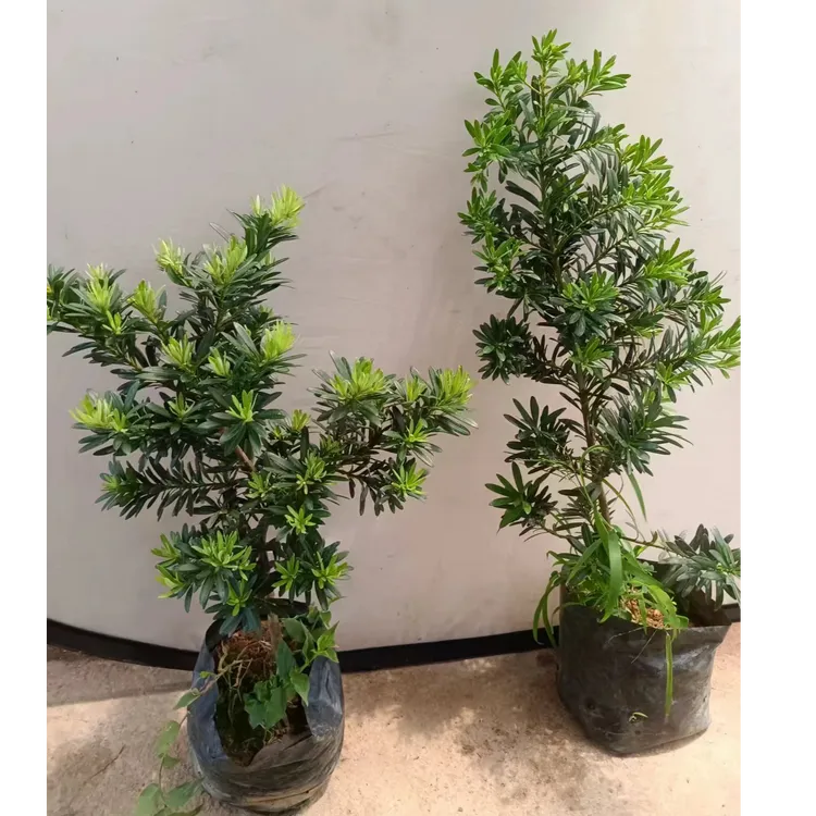 自然型罗汉松贵妃罗汉松招财庭院耐寒南北方可种四季常青