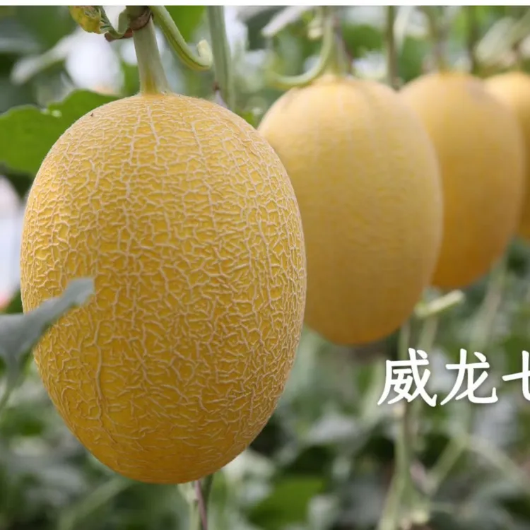 好管理黄皮哈密瓜种子包邮