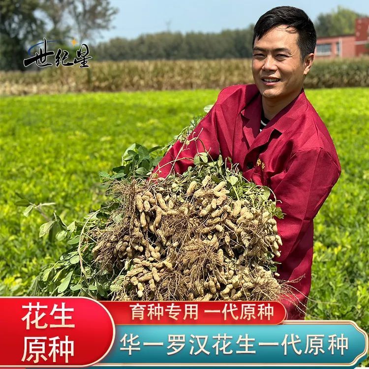 世纪星华一罗汉花生种子高产抗病花生种子一代花生原种带壳1斤装