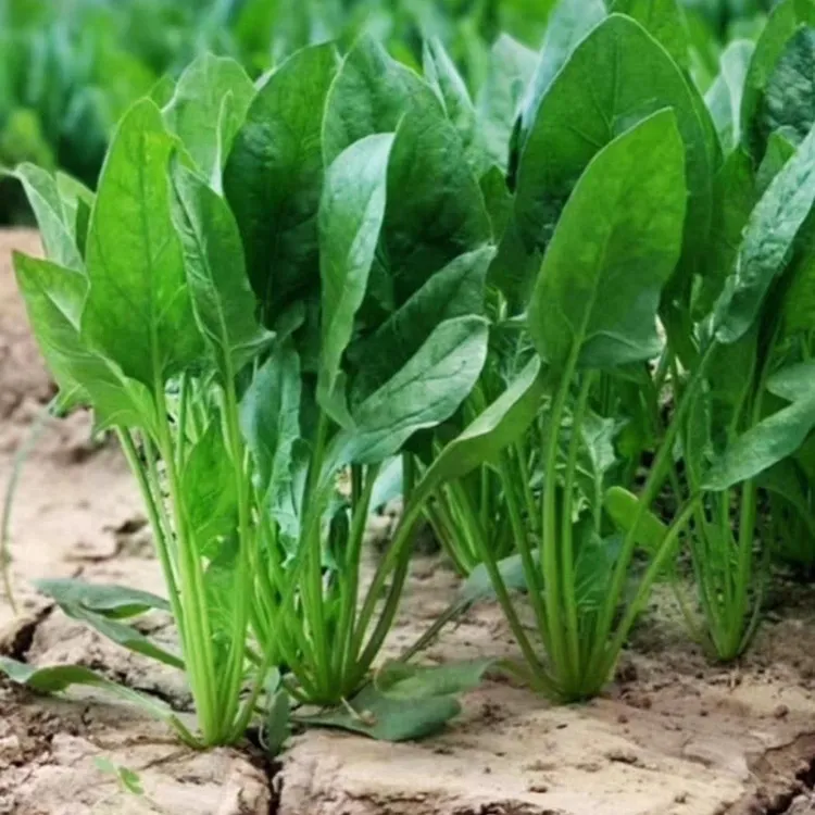 大叶菠菜种子四季易种原生态菠菜籽种子抗病阳台花盆越冬蔬菜种子