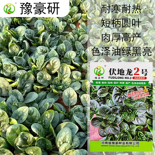 【杂交趴地菠菜种子】伏地龙2号黑叶肉厚耐寒四季油绿黑亮菠菜种子