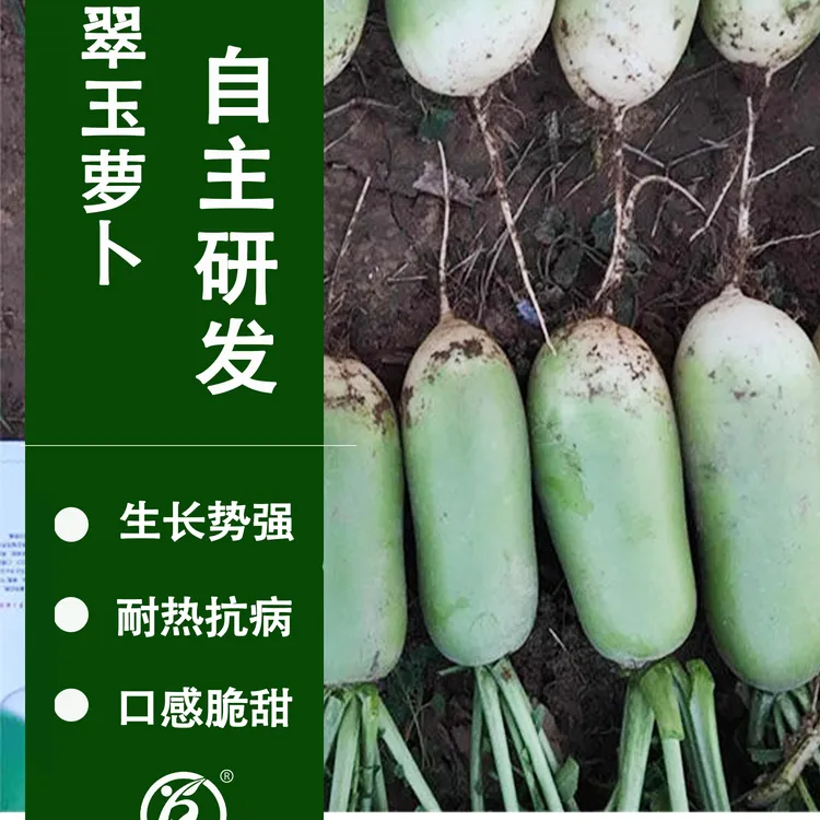 翠玉萝卜常规秋播抗病短圆柱形口感脆甜耐运输萝卜种子大面积种植