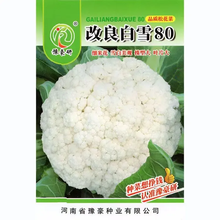 白雪松花菜白色苞青梗花椰菜高产耐寒耐湿易种花菜番茄种子蔬菜