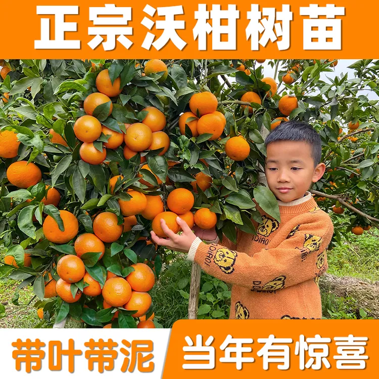 广西武鸣091无核沃柑橘子树苗南北方种植籽桔盆嫁接水果正宗桔子