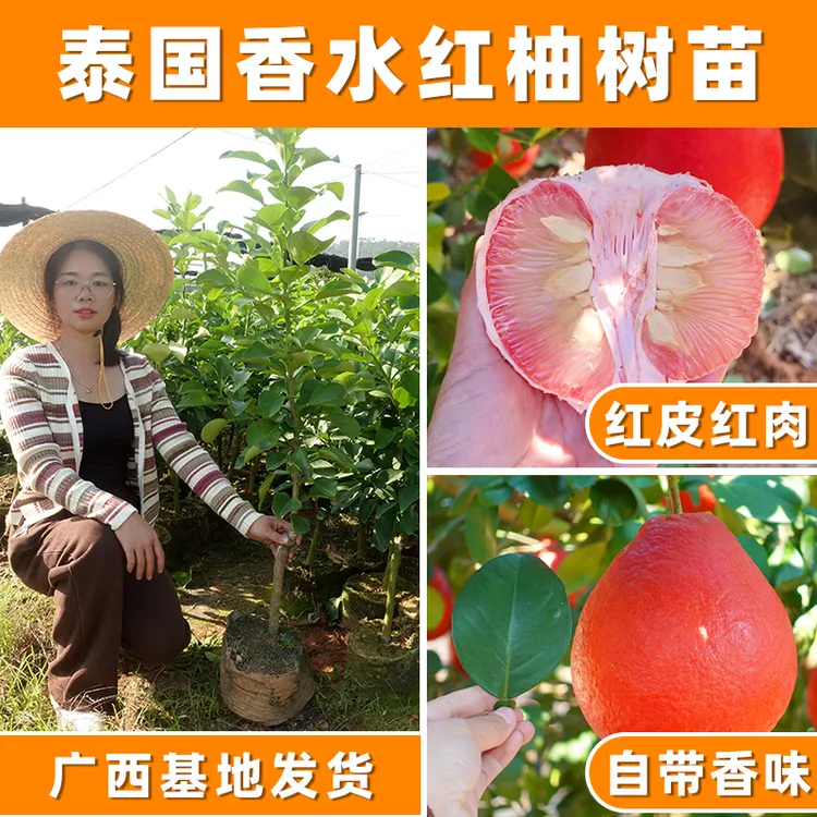 泰国暹罗香水红柚三红柚嫁接苗柚子树新品种红心纯甜正宗浓郁大型