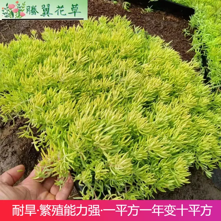 黄金佛甲被植物四季观叶盆栽庭院绿化种植屋顶隔热美化中华天竺葵