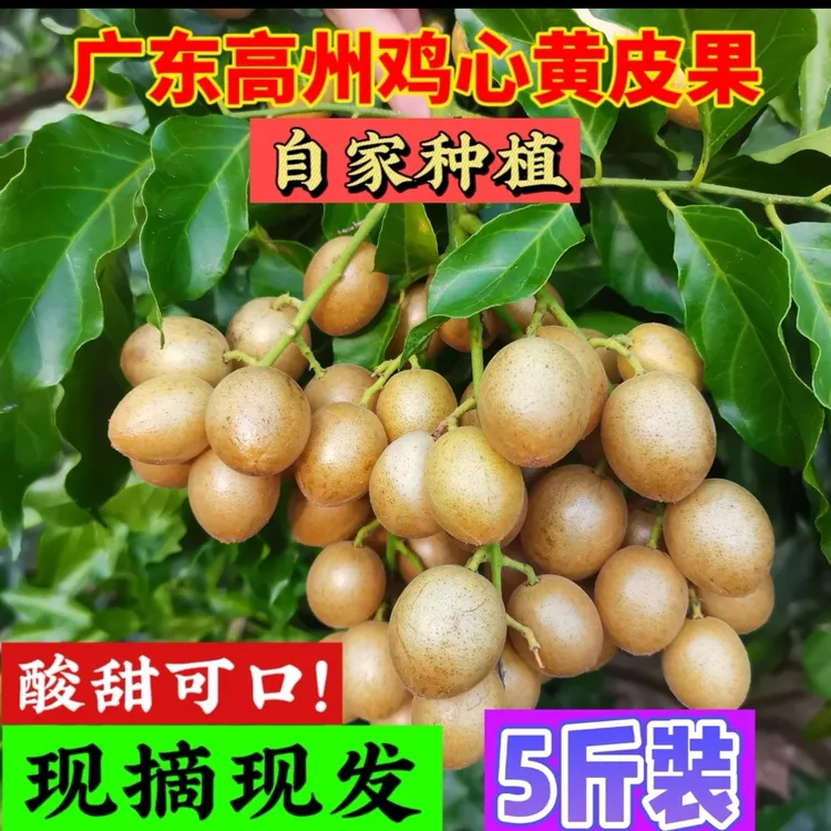 广东省高州现摘现发当季鸡心黄皮果5斤装净重4.5斤包邮