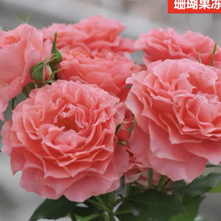 灌木月季扦插小苗原盆原土发货合集