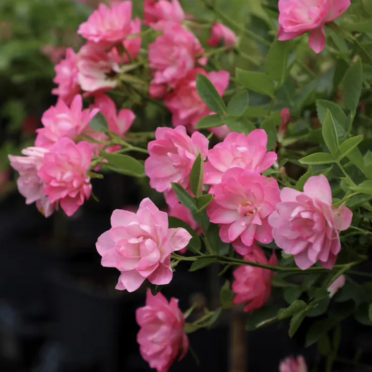 阳台微月月季扦插小苗原盆原土发货合集