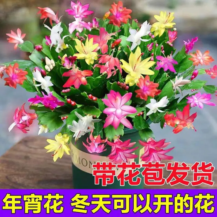 双色蟹爪兰耐寒植物好养植物观花带花苞