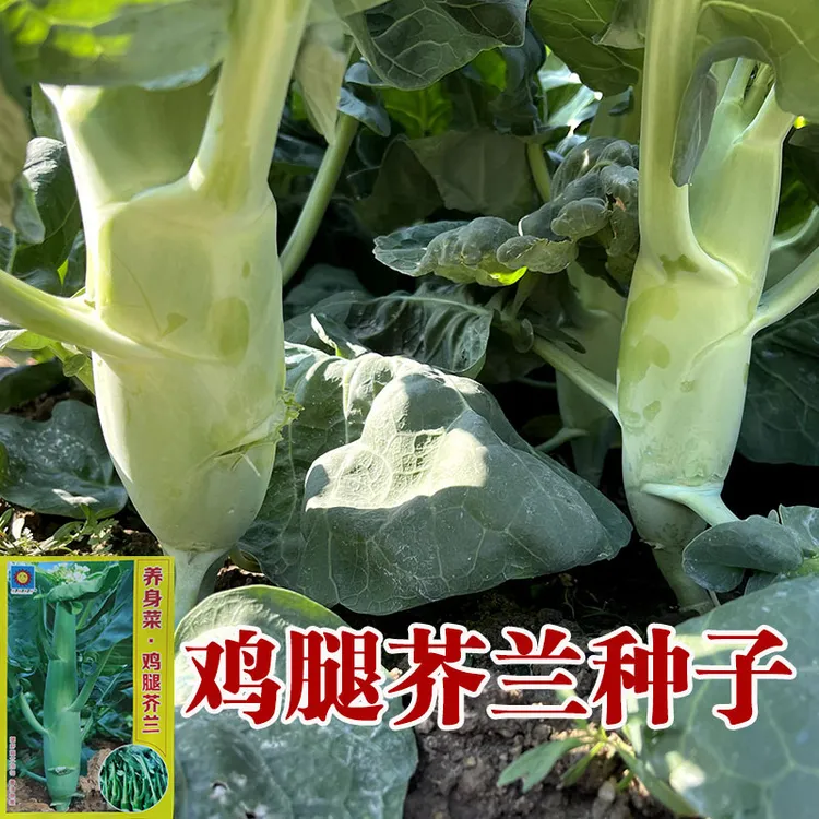 养生菜鸡腿芥兰菜种子四季蔬菜种孑甜脆芥蓝菜阳台盆栽春秋易植