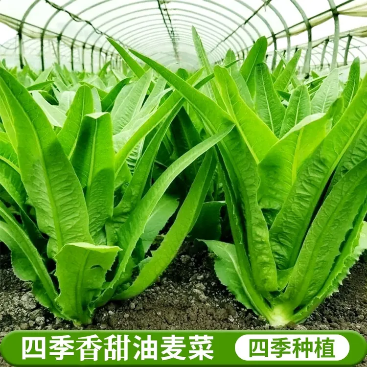 四季油麦菜杂交香甜油麦菜种子夏季青菜种籽耐热高产种植蔬菜种籽