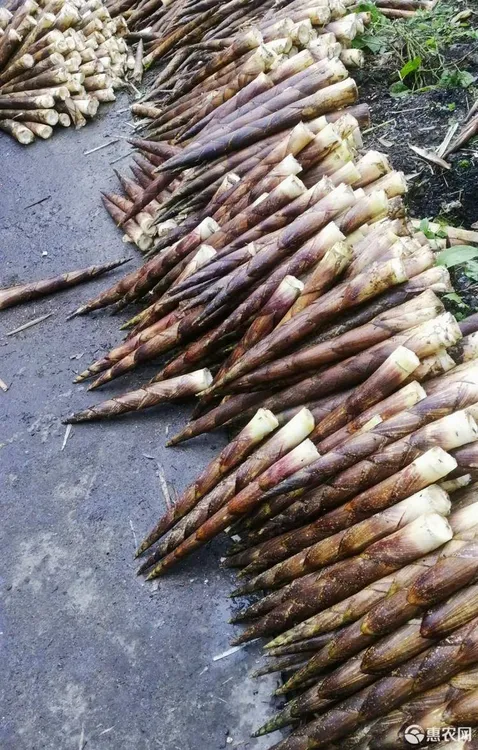 金佛山新鲜毛壳笋中根10斤顺丰即发