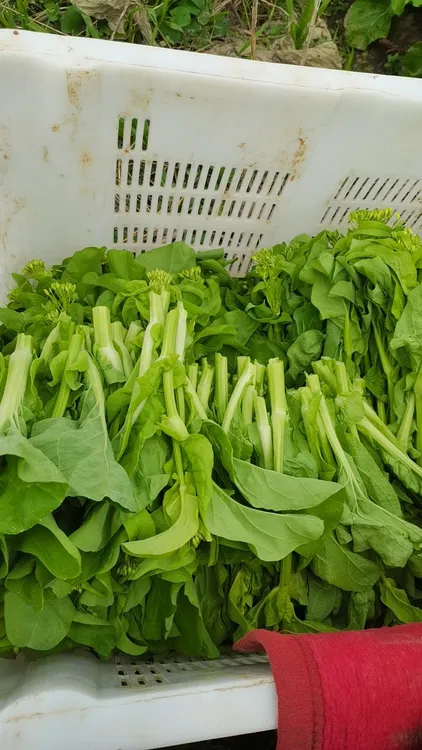 贵州农家露天种植白菜苔 现摘现发4斤包邮（坏了包赔）