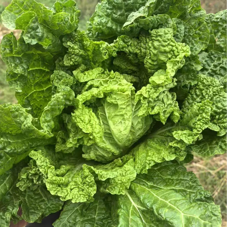 贵州高山农家种植麻叶青白菜火锅炒菜新鲜采摘杆少叶子多营养蔬菜