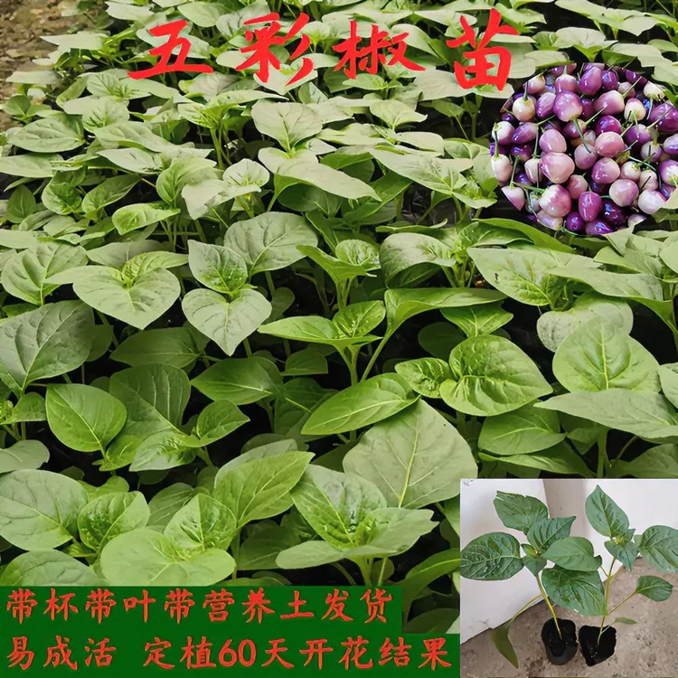 广西五彩椒苗七彩椒苗灯笼椒苗泡椒苗盆栽四季观赏大面积栽种种植