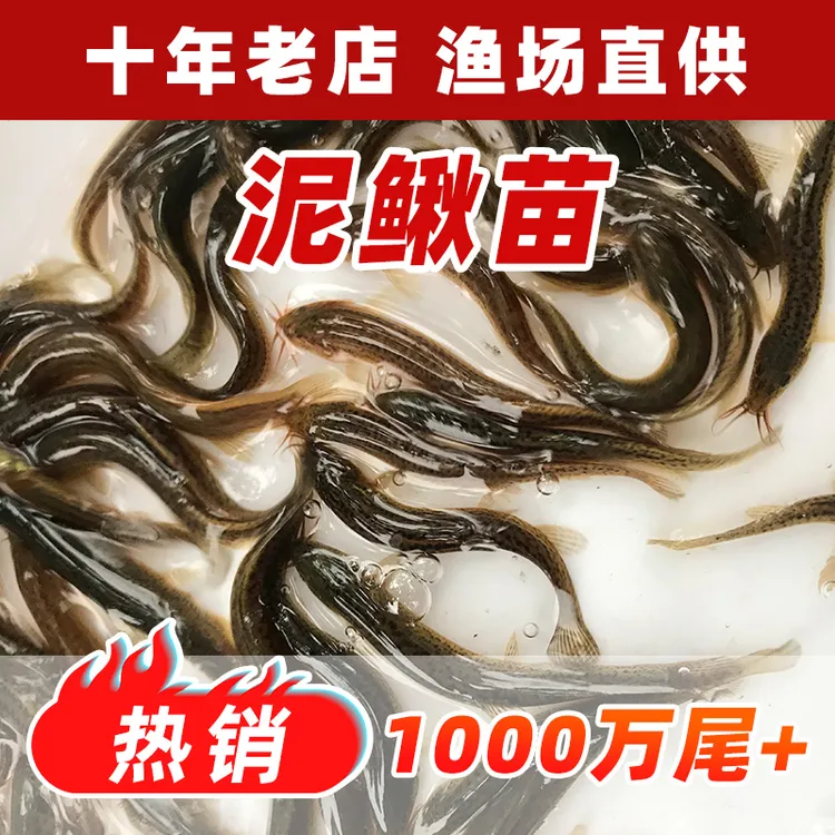 泥鳅活饵泥鳅苗饲料鱼活鱼喂乌龟喂龙鱼喂虎鱼钓翘嘴鲜活小泥鳅