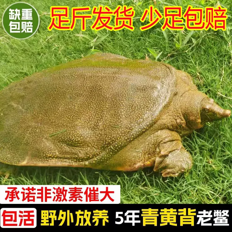 2斤 鲜活食用母甲鱼活体水鱼团鱼滋补放养生长原生发货挑选养殖