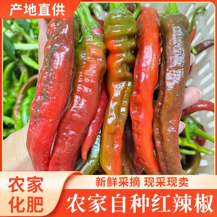 红辣椒新鲜农家自种现摘现发辣椒辣椒新鲜辣椒土辣椒农家土辣椒