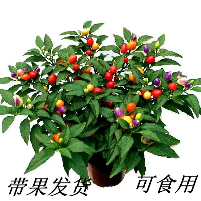 可食用彩椒盆栽带果辣椒苗带花五彩椒朝天椒室外阳台四季开花结果