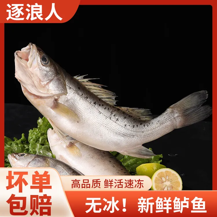 新鲜海鲈鱼1-1.1斤/条 多规格可选 肉质细腻 活鱼现杀 速冻发货