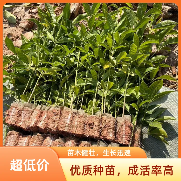 三叉苦苗三桠苦苦木苗广西带原土杯发货基地直供