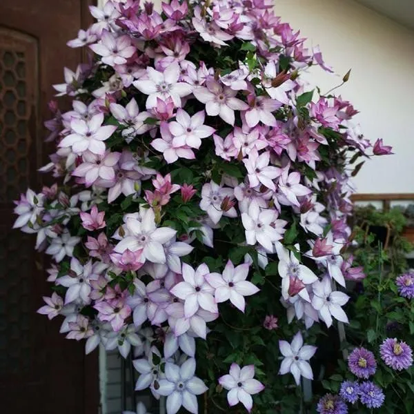 乌托邦中大苗铁线莲阳台盆栽爬藤攀援观花卉植物花园种植容易
