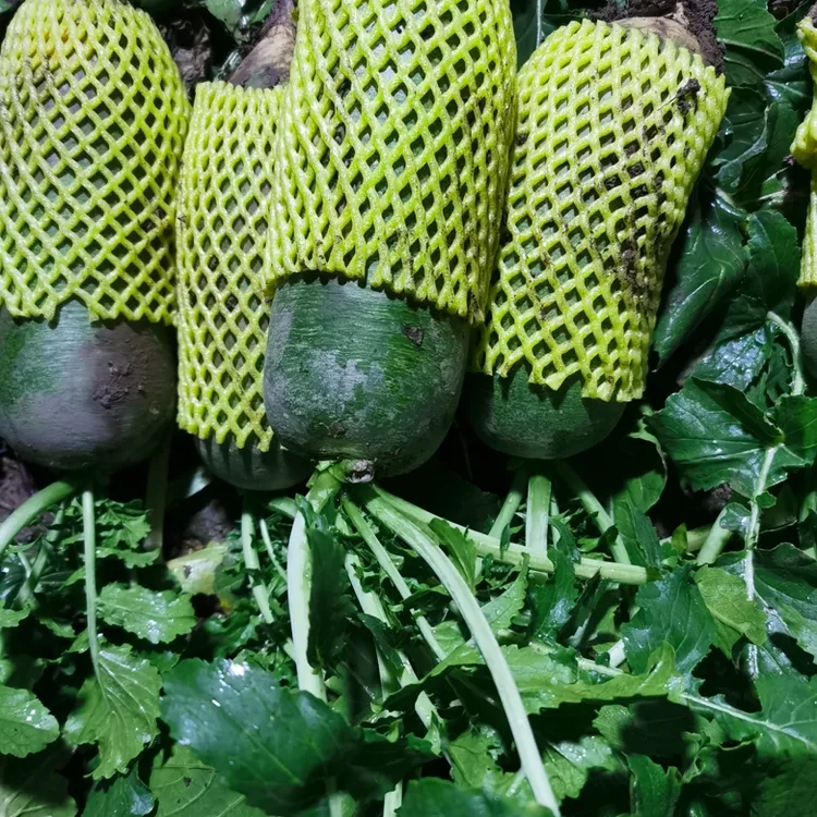 顺丰包邮（3—4根萝卜)天津沙窝萝卜大萝卜五斤装