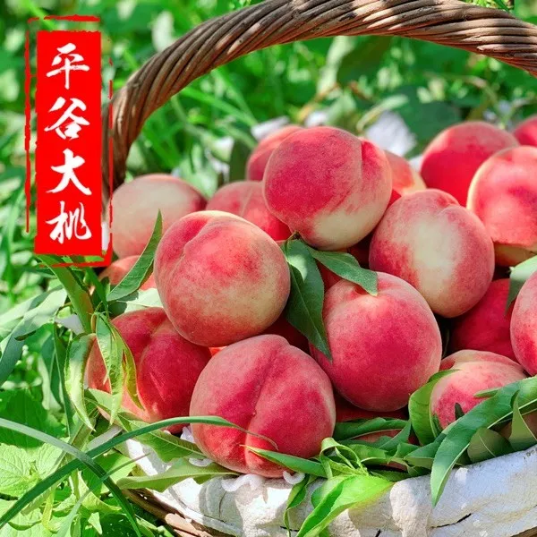 正宗北京平谷大桃水蜜桃子新鲜水果绿化九号当季整箱顺丰空运礼盒