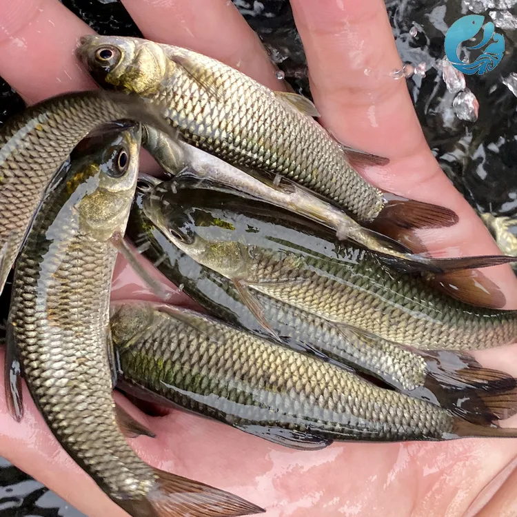 渔场直发现捞四川草皖 每条1-17g左右 生态草皖食用