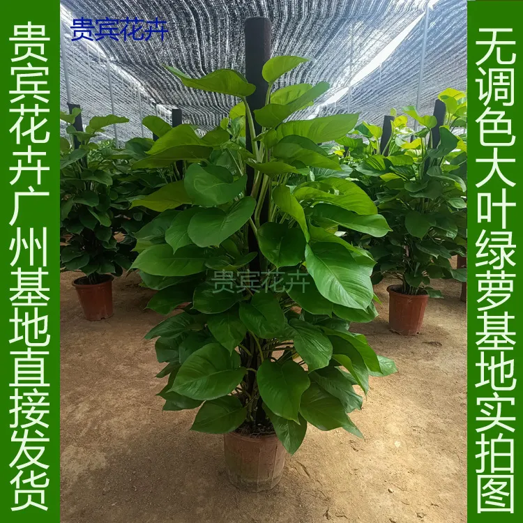 贵宾花卉大叶绿萝柱大型室内植物办公室客厅新房高档绿植盆栽植物