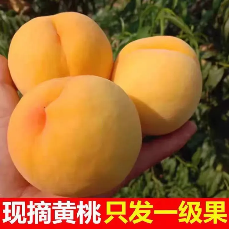新鲜湖南锦绣黄桃现摘当季水果脆甜黄桃
