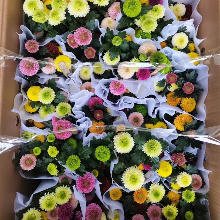 彩色乒乓菊盆栽阳台室内庭院四季开花植物乒乓菊带花发货四季种植