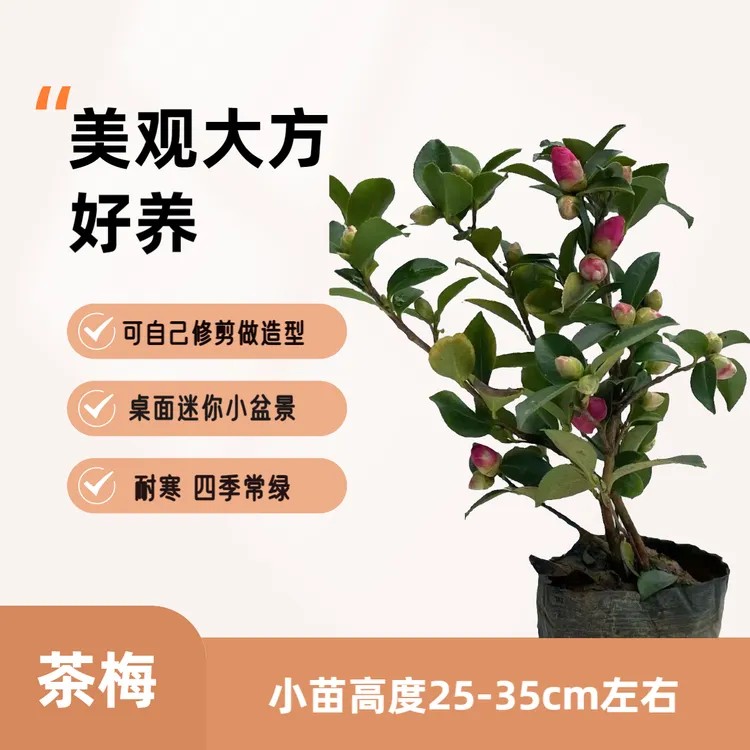 耐寒茶梅盆景素材小苗室内绿篱围墙种植好养四季常绿不落叶盆栽
