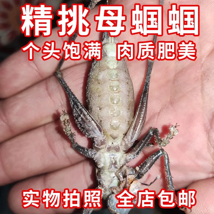 养殖食用母蝈蝈，咬拐，蝈蝈，2025年新鲜活体速冻全母蝈蝈，顺丰包邮