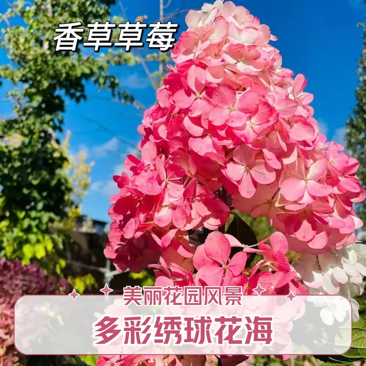 在东北也能种的圆锥绣球 香草草莓花期100天耐寒耐热新手也能养