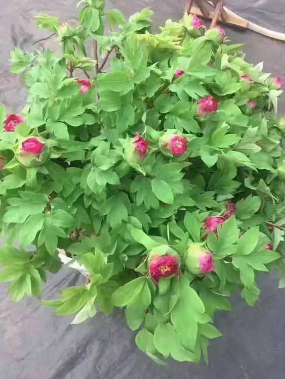 春节盛开盆花基地直发