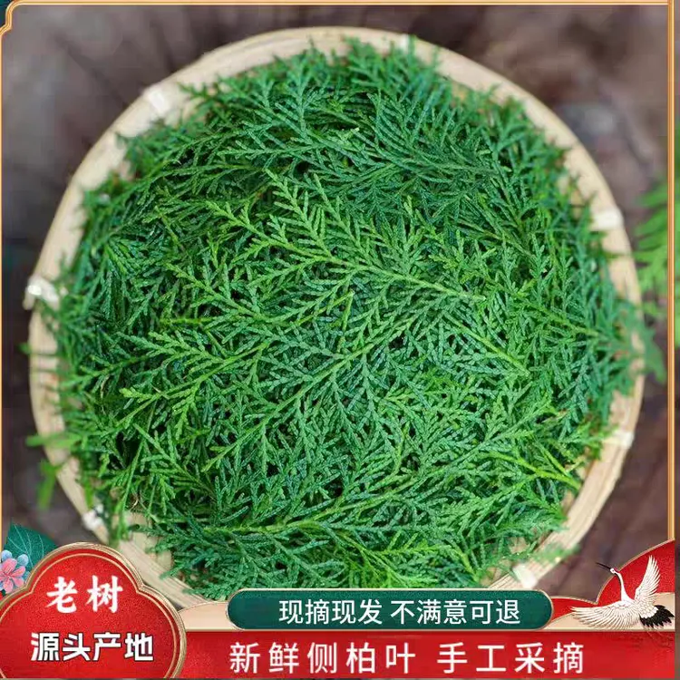 野生新鲜现摘侧柏叶侧伯叶扁柏叶柏树枝叶子洗头发养发泡酒叶菜