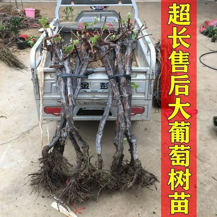 葡萄树苖特大巨峰葡萄苗爬藤阳光玫瑰葡萄树苗北南方种植果树果苗