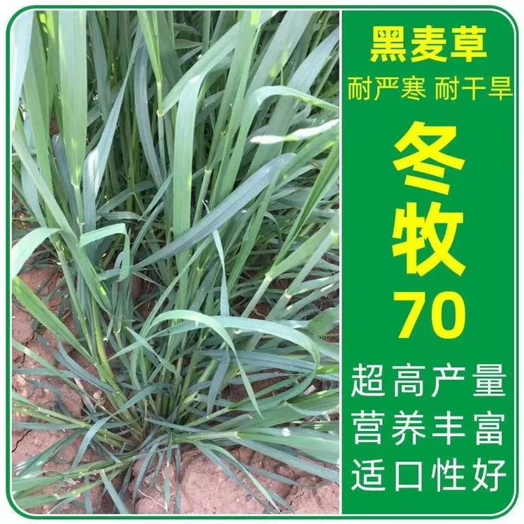 冬牧70黑麦草种籽割耐寒牧草种籽四季喂鸡鸭鹅鱼牛羊猪兔草种子