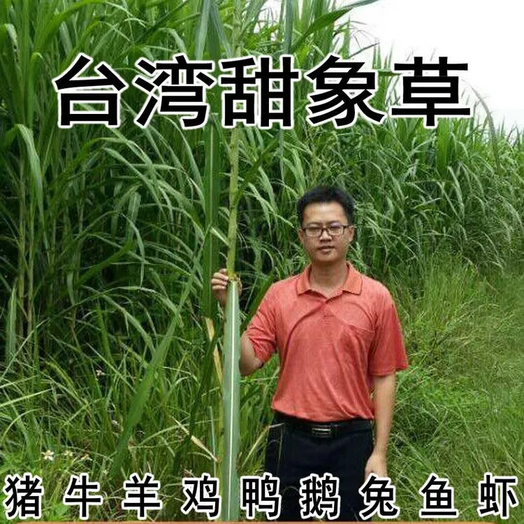 甜象草3号种节四季耐寒多年生无毛牧草牛羊猪养殖草种高丹草