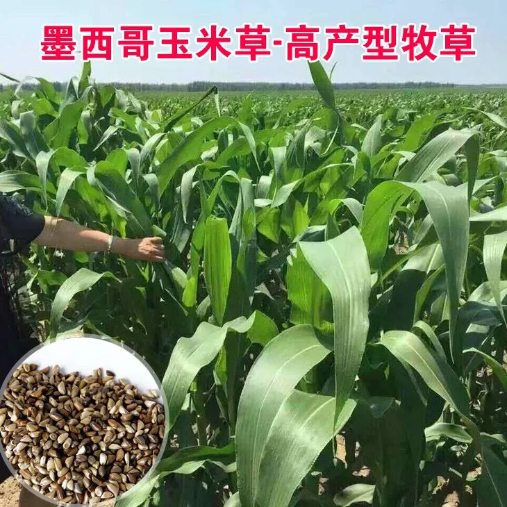 墨西哥玉米草牛羊种籽喂养畜牧种子牧草草籽夏季饲料鱼草玉米草商品图