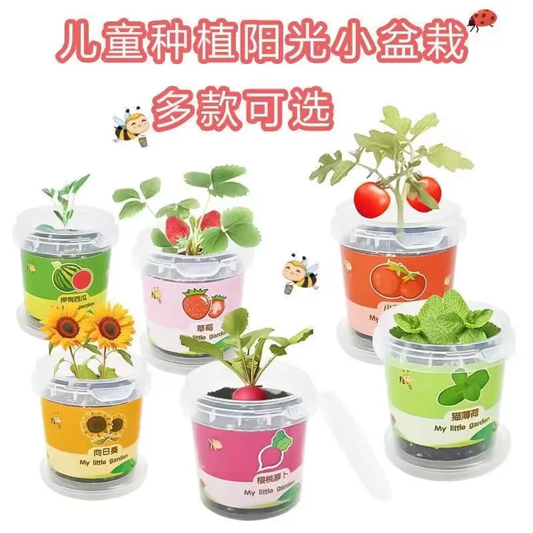 儿童种植小盆栽太阳花草莓花种加营养土肥料 