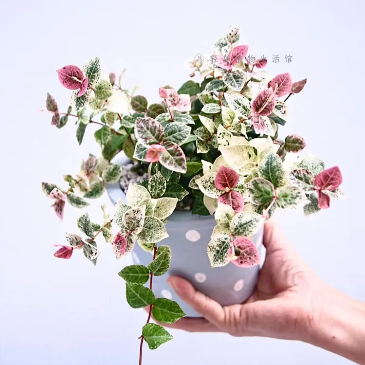 花叶络石盆栽四季五彩叶花卉办公室垂吊绿植垂丝彩虹吊兰室内植物