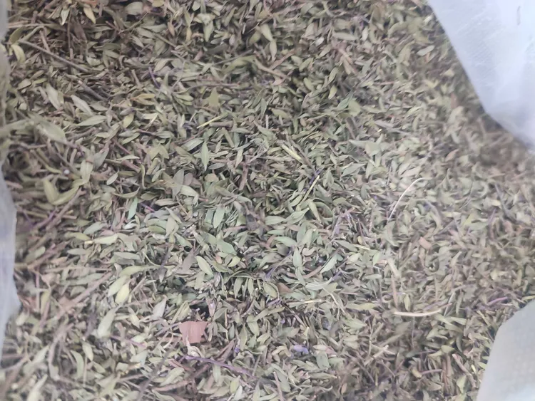 陕北地椒，又名地花椒，炖羊肉去膻味有非常好的效果